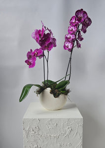 Glamorous magenta orchids