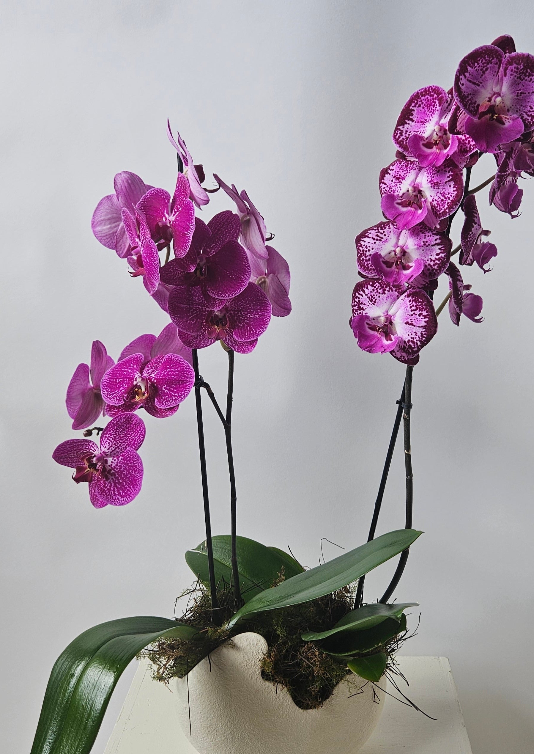 Glamorous magenta orchids