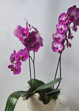 Load image into Gallery viewer, Glamorous magenta orchids