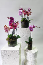 Load image into Gallery viewer, Vibrant Phaelaenopsis Orchid - Single