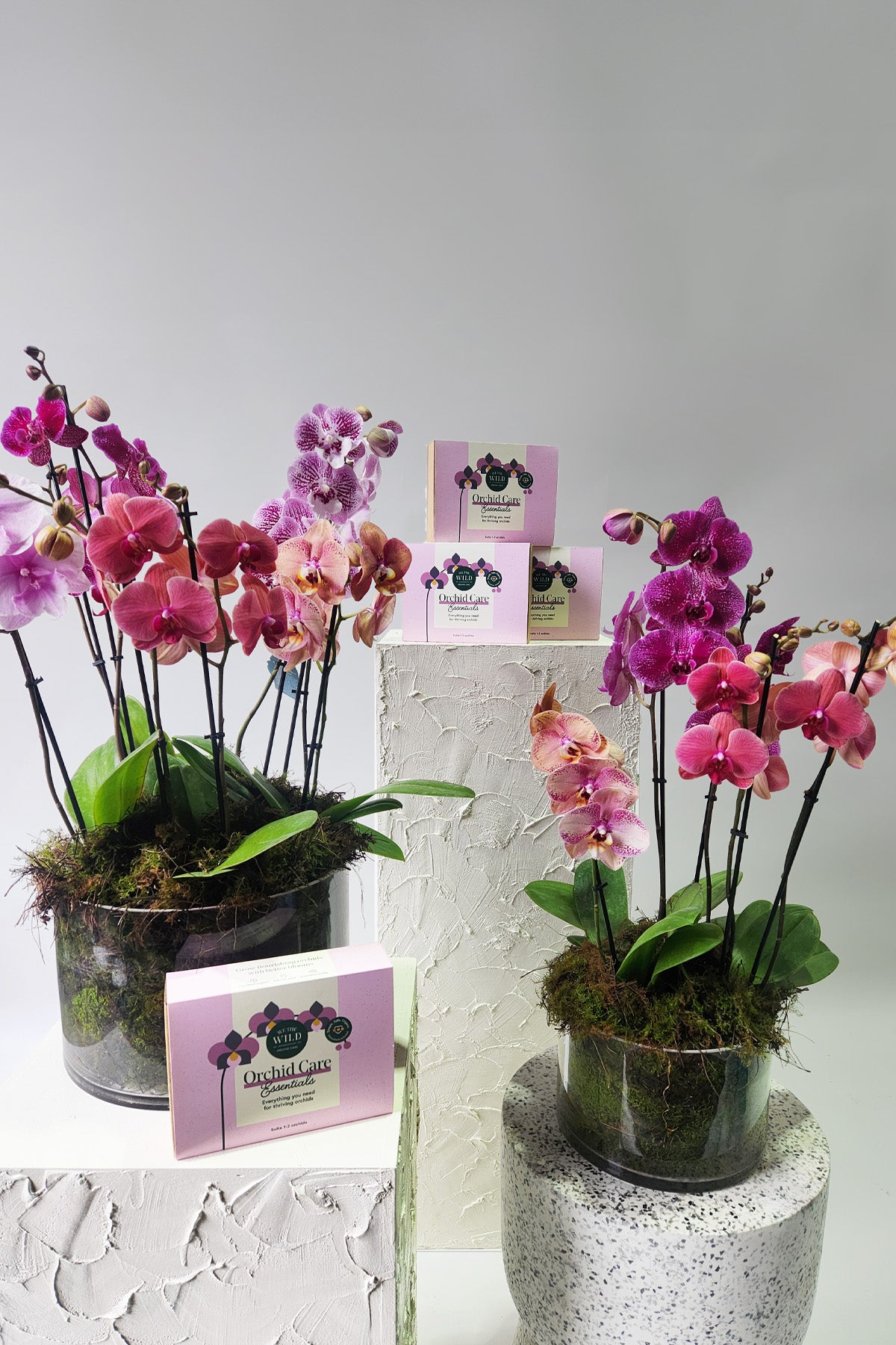 Vibrant Phaelaenopsis Orchid - Luxe
