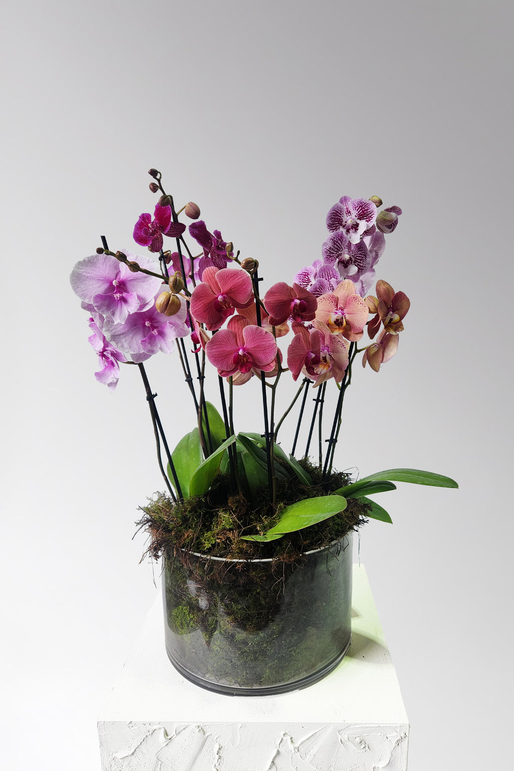 Vibrant Phaelaenopsis Orchid - Luxe
