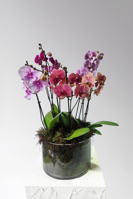 Vibrant Phaelaenopsis Orchid - Luxe
