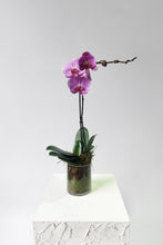 Load image into Gallery viewer, Vibrant Phaelaenopsis Orchid - Single