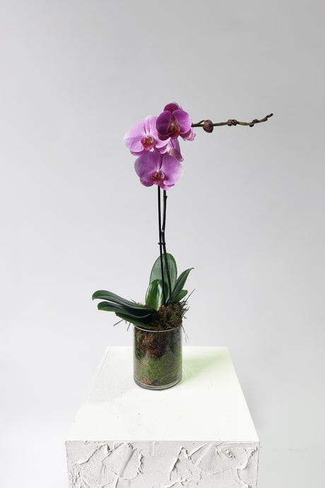 Vibrant Phaelaenopsis Orchid - Single