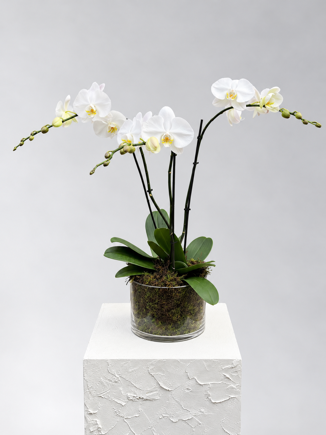 Premium Phalaenopsis orchid - White