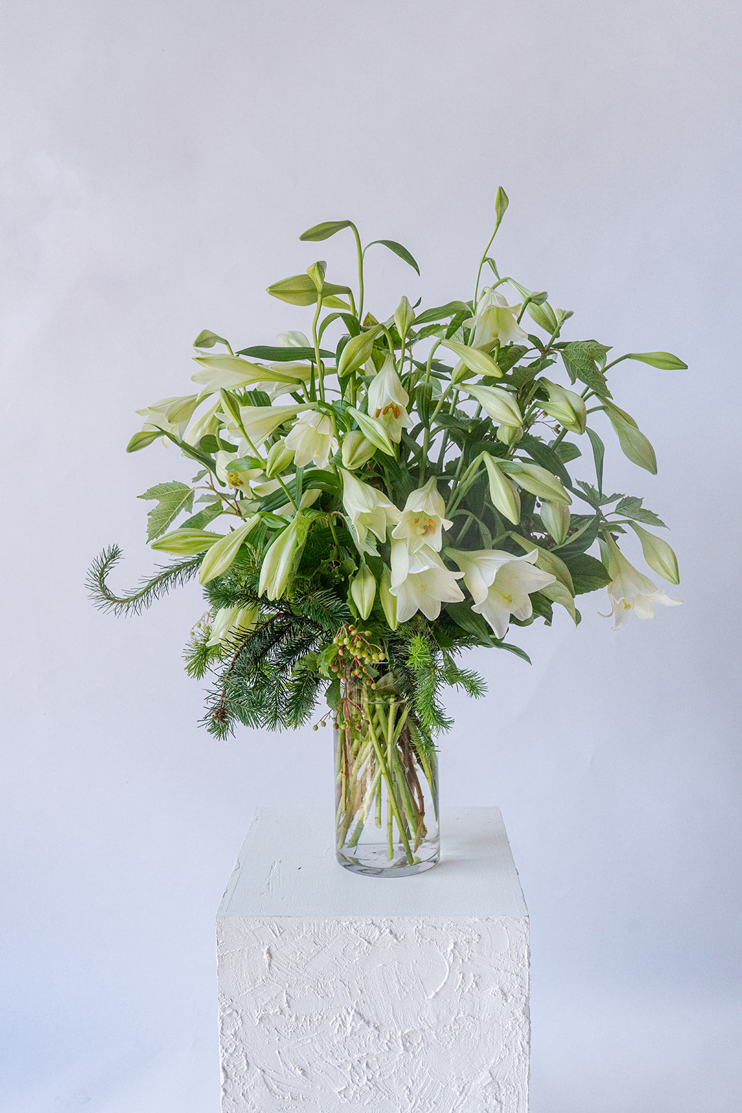 Christmas Lillies En Masse