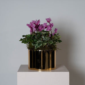 Cyclamen En Masse