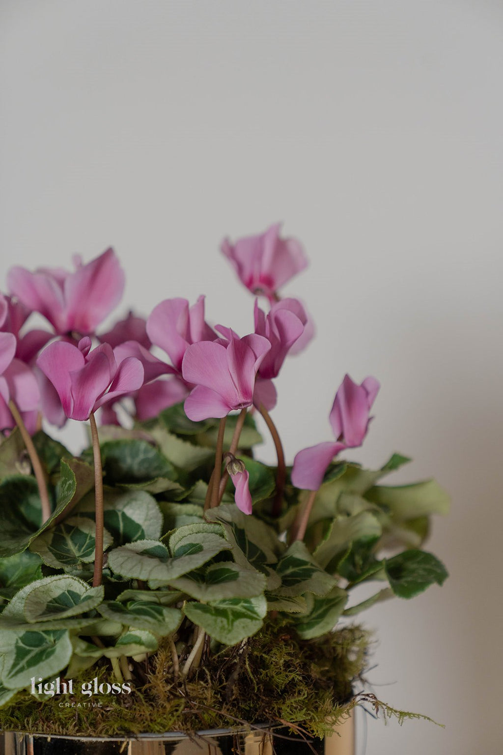 Cyclamen En Masse