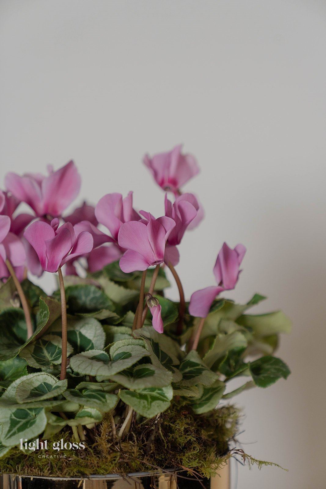 Cyclamen En Masse