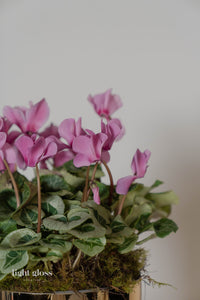 Cyclamen En Masse