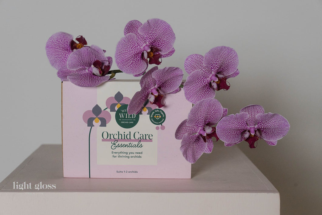 Orchid Care Essentials