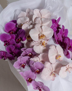 Phalaenopsis En Masse