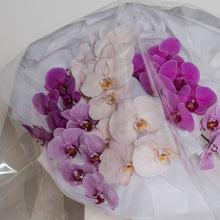 Load image into Gallery viewer, Phalaenopsis En Masse