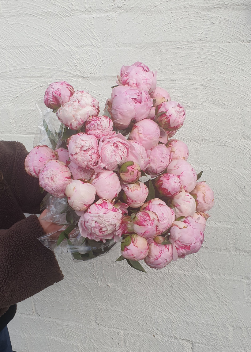 Peonies