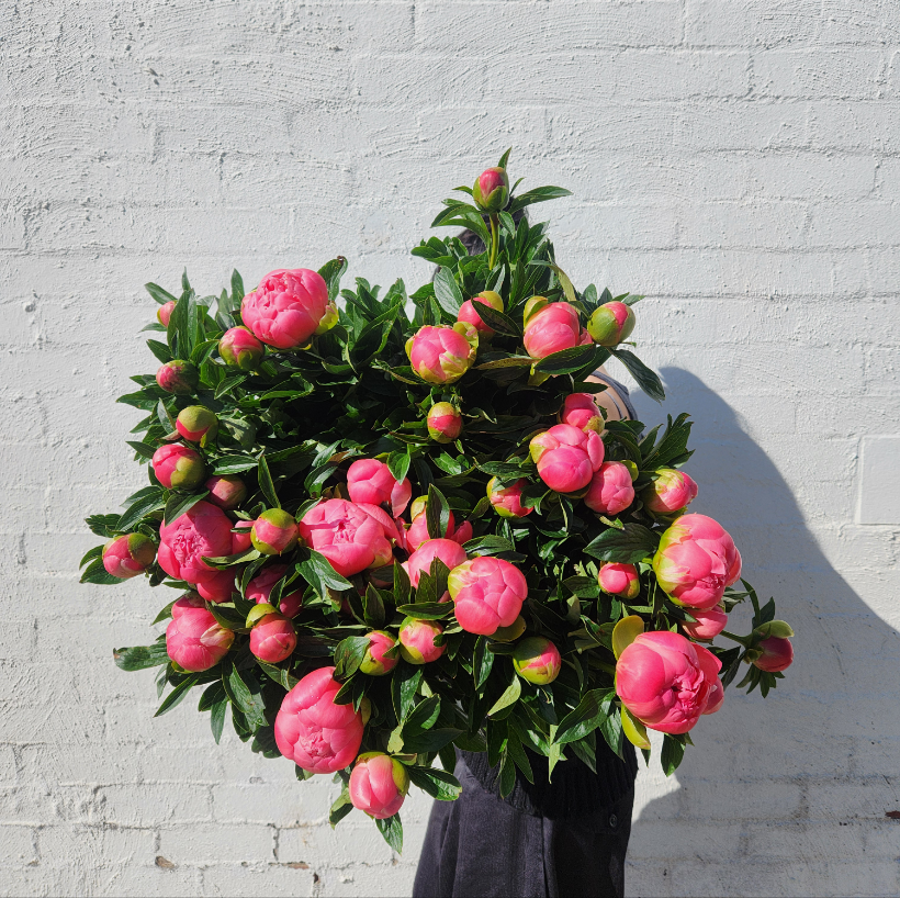 Peonies