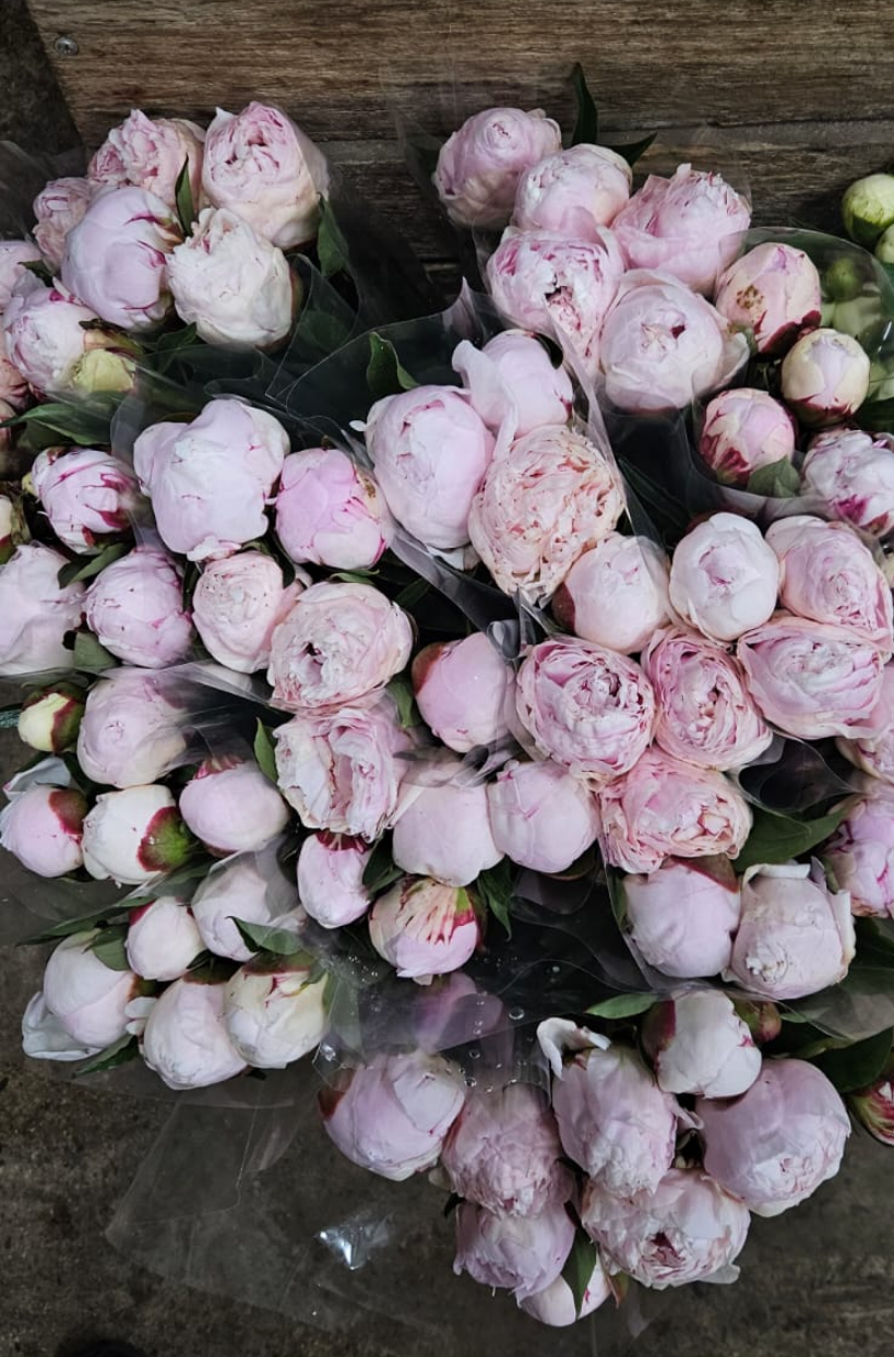 Peonies