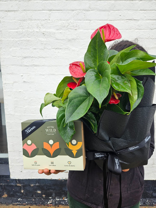 Large Anthurium basket bundle