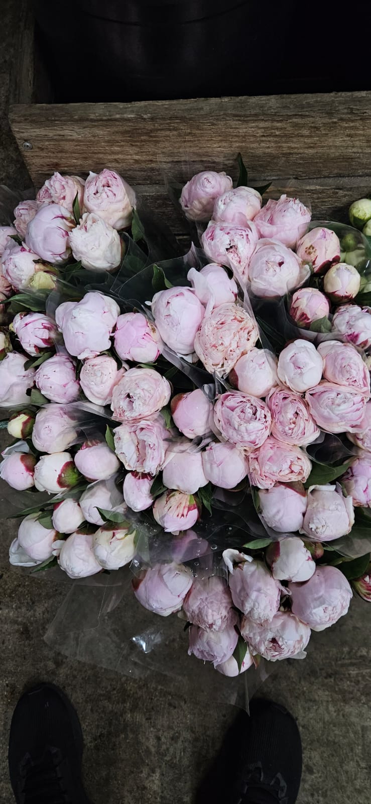 Peonies