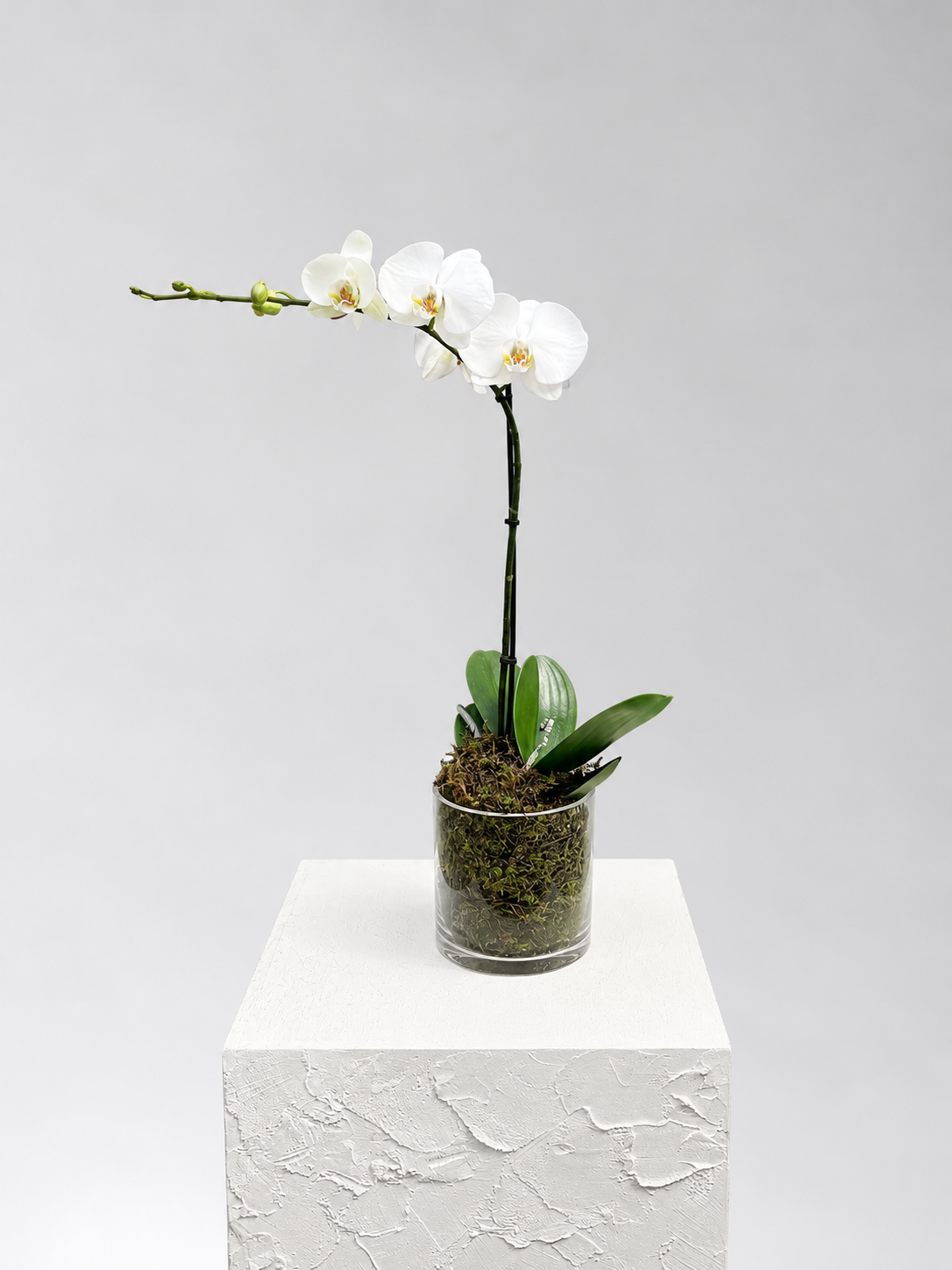 Single White Phalaenopsis Orchid in Glass Vase