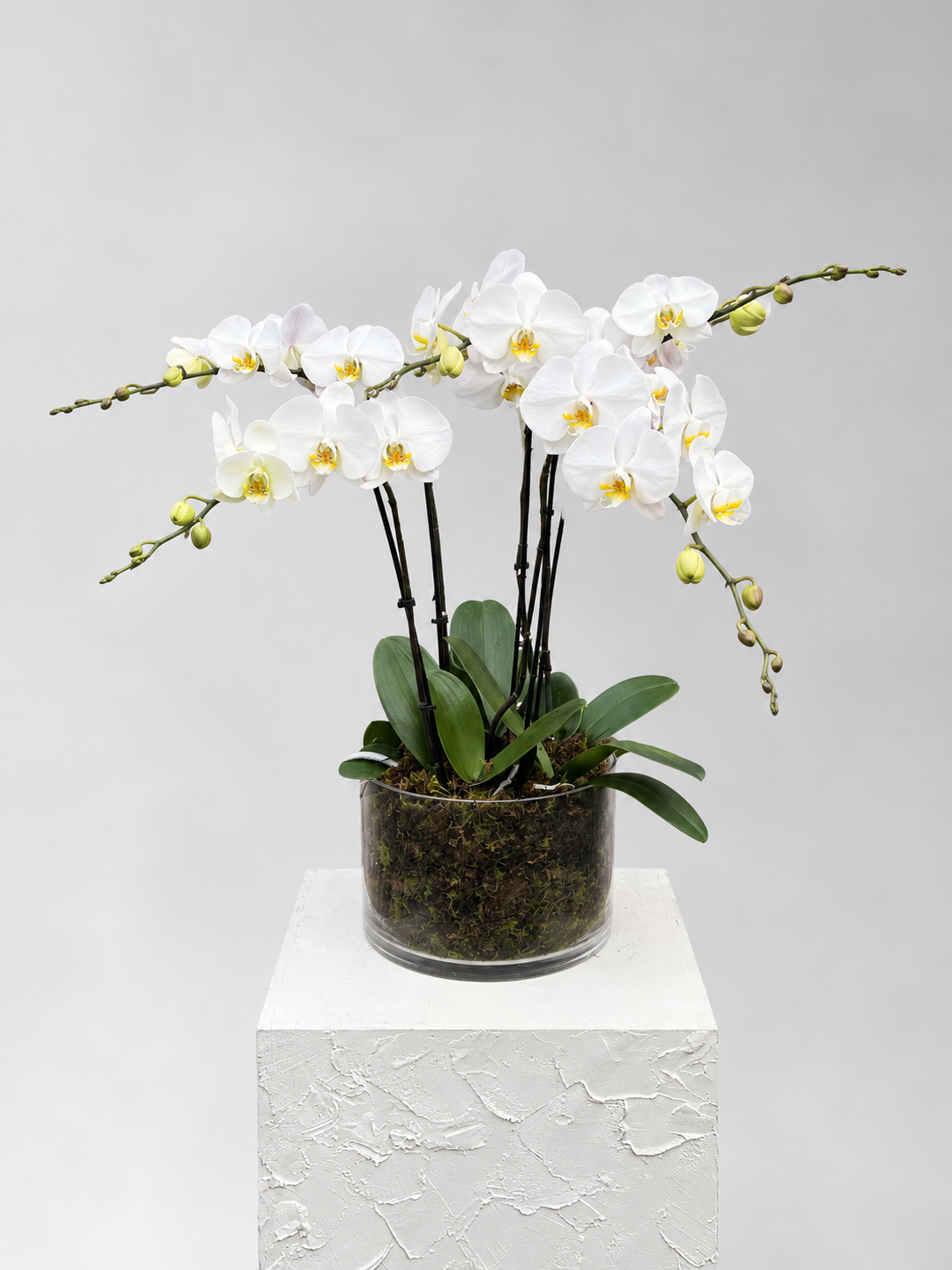 Luxe Phalaenopsis in glass