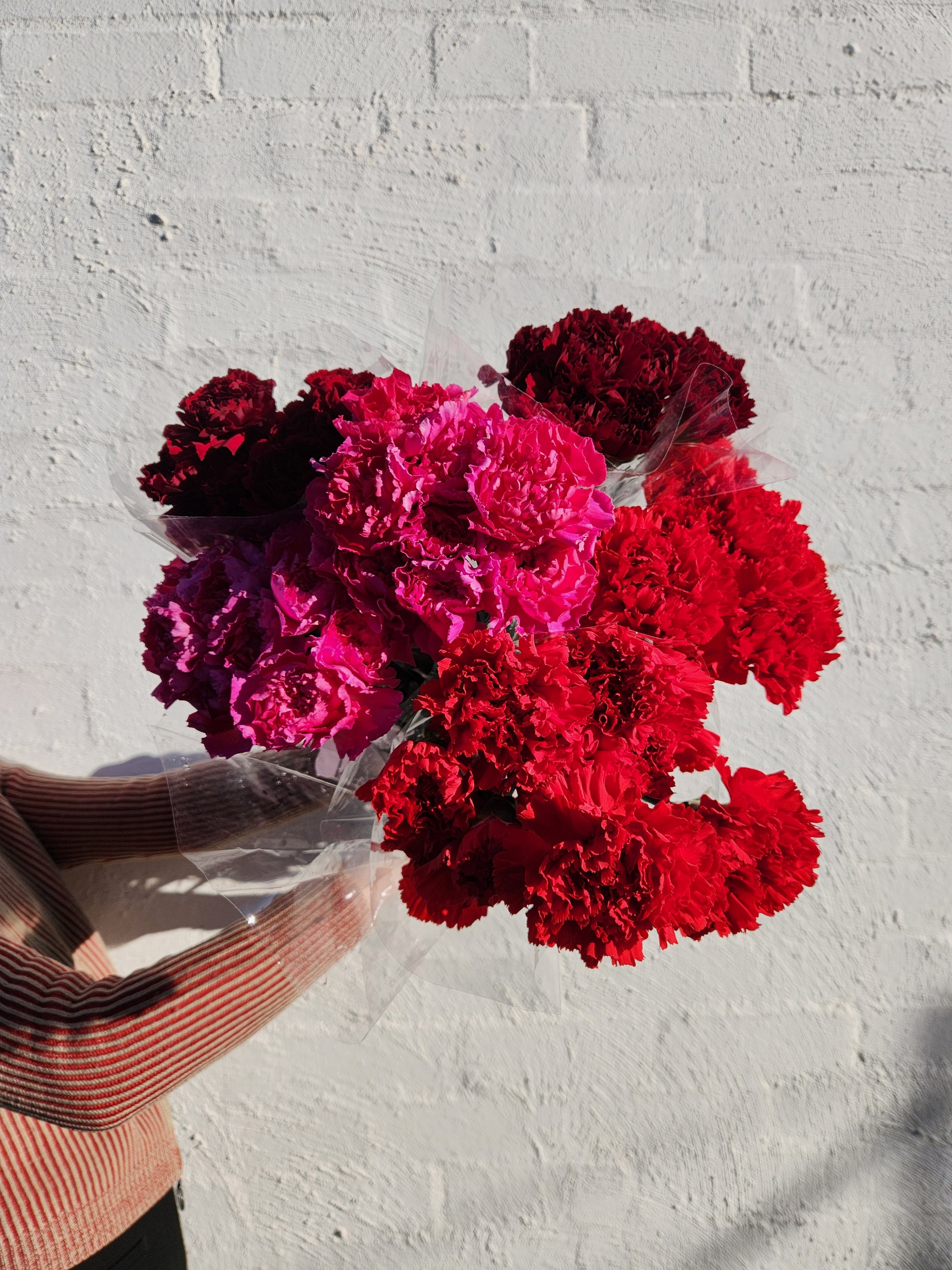 Carnations
