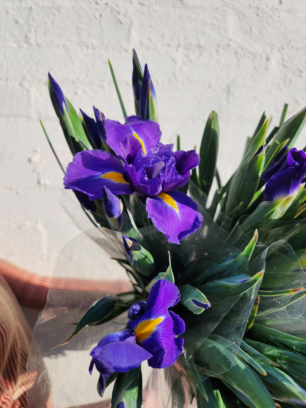 Iris