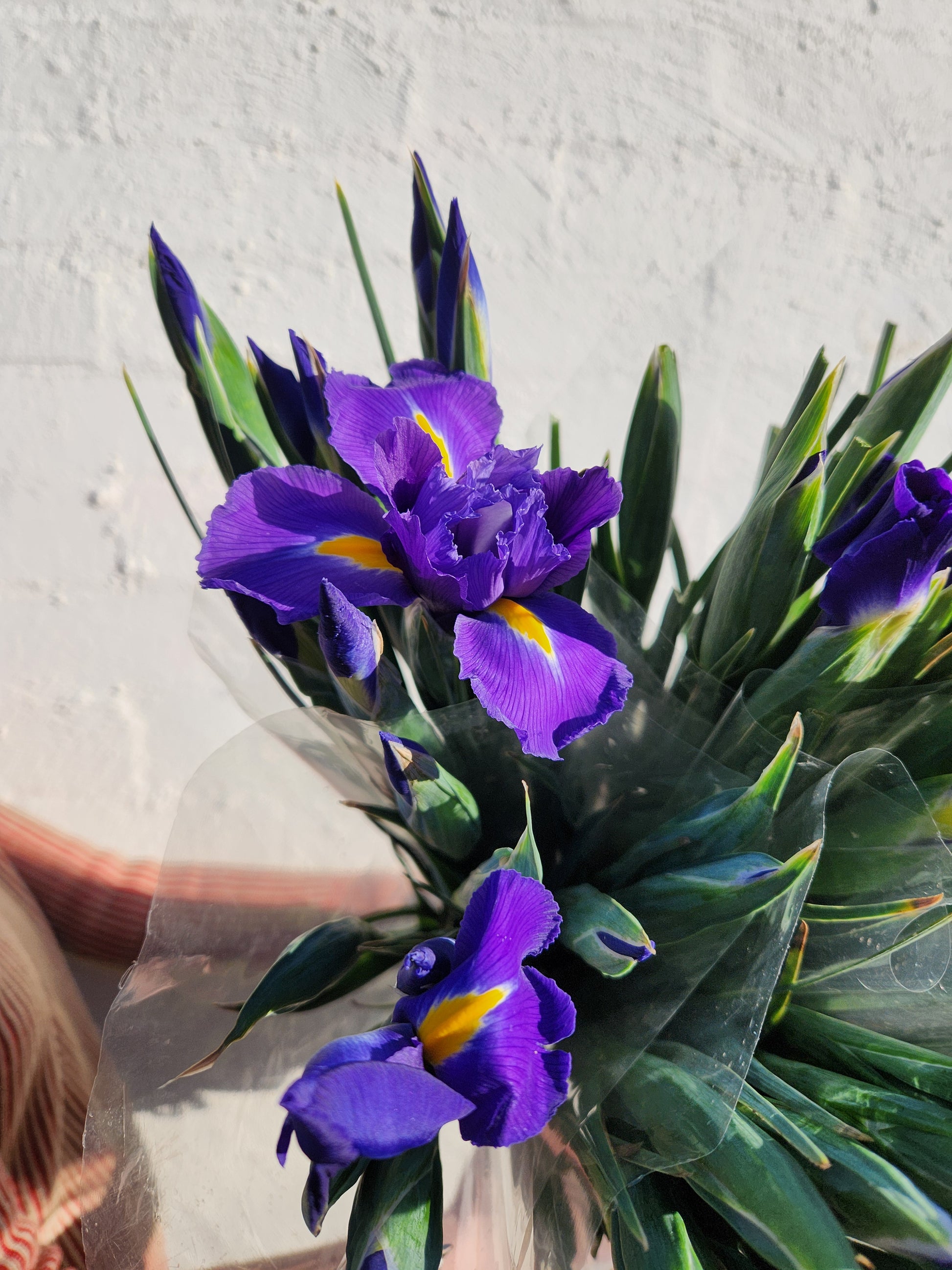 Iris
