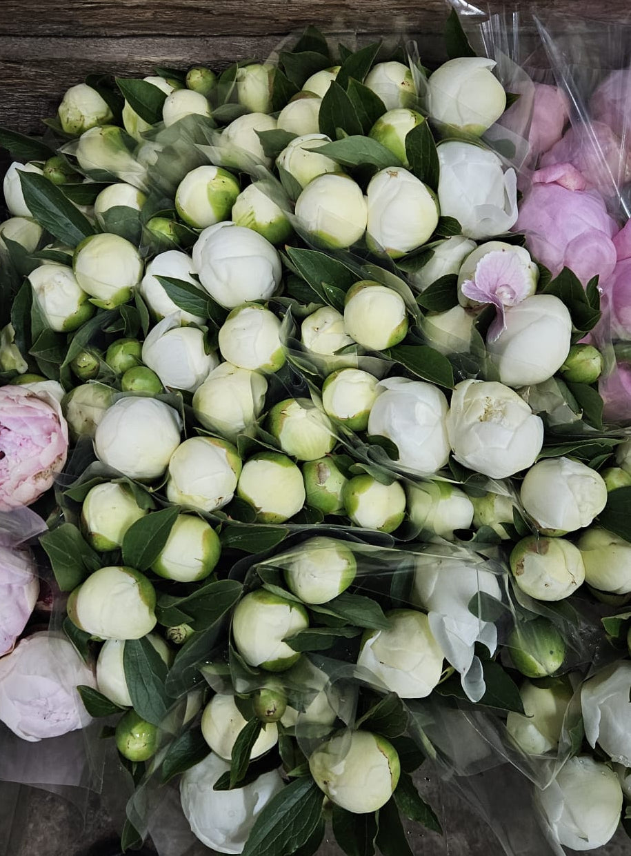 Peonies