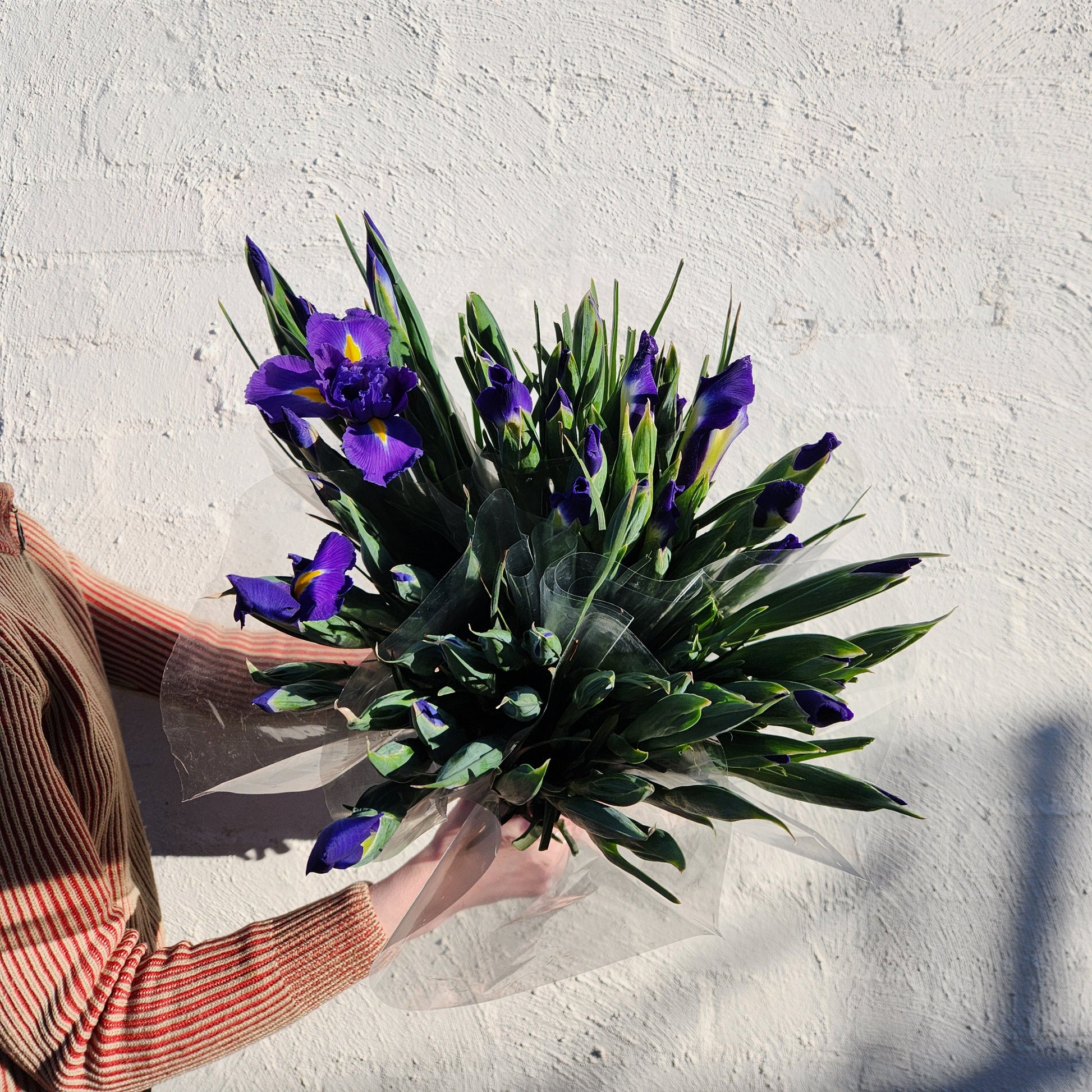 Iris
