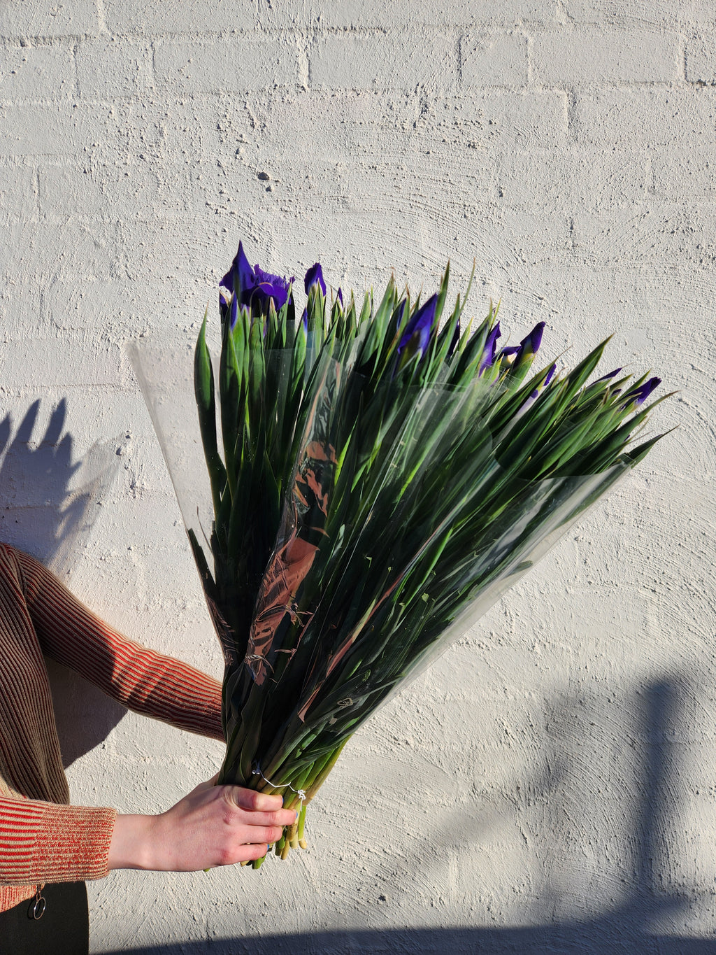 Iris