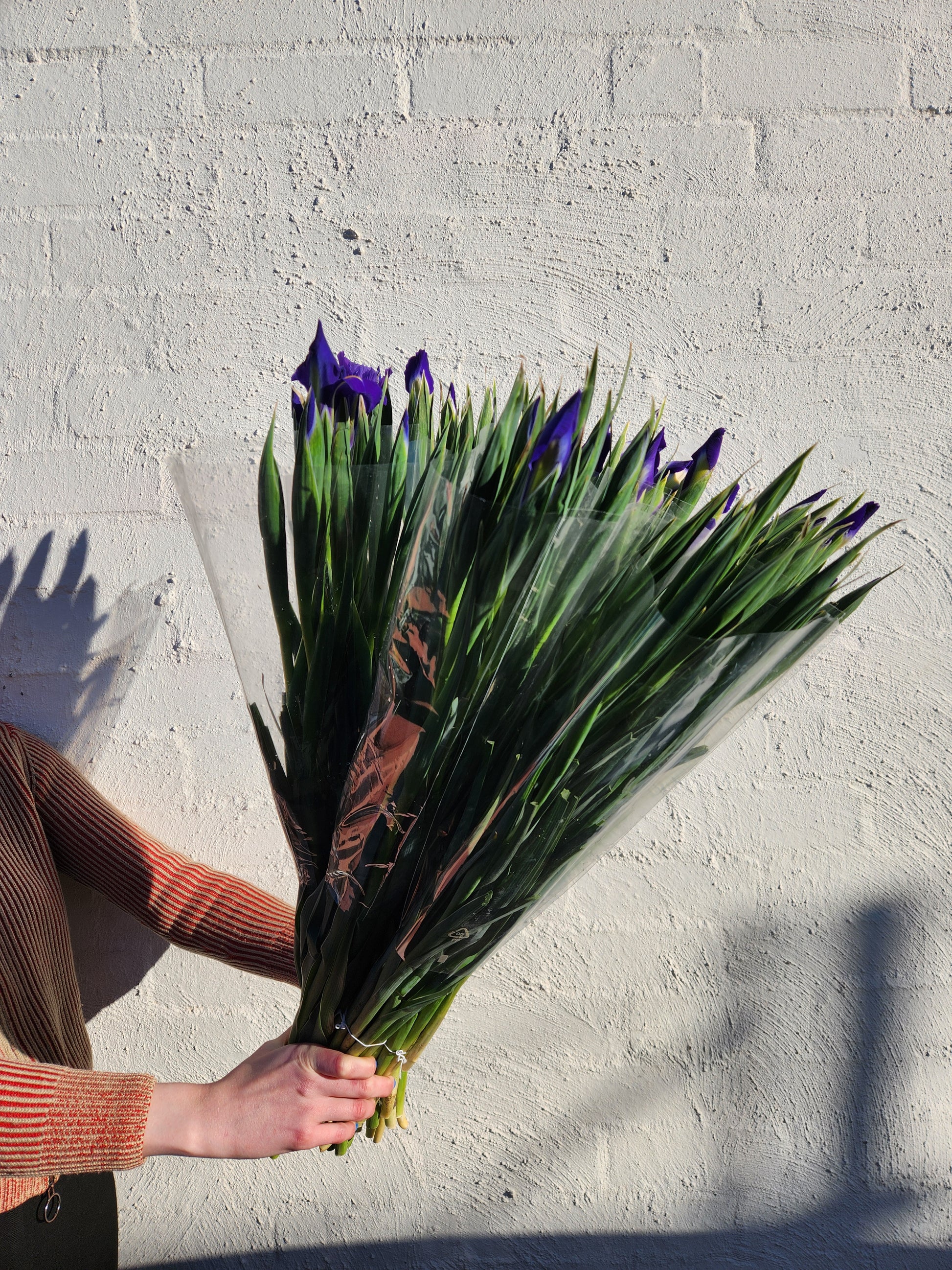 Iris