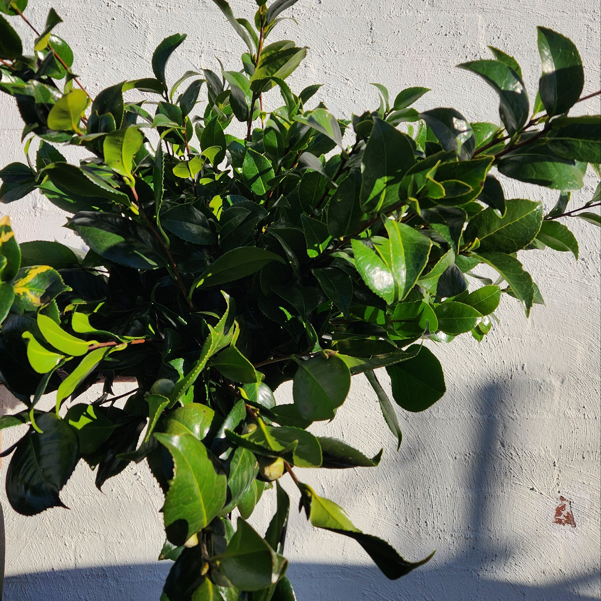 Camellia