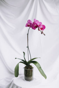 Single Phaelaenopsis Orchid in Glass Vase