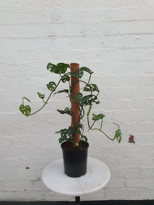 Monstera Totem Small