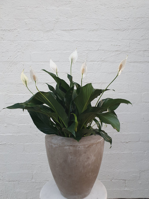 Peace Lily Medium