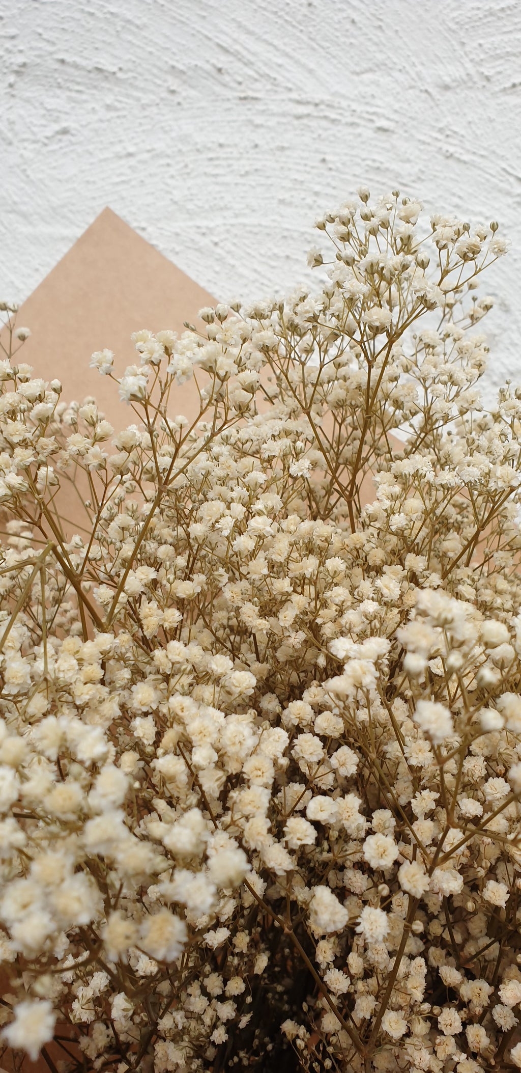 Preserved Gypsophila