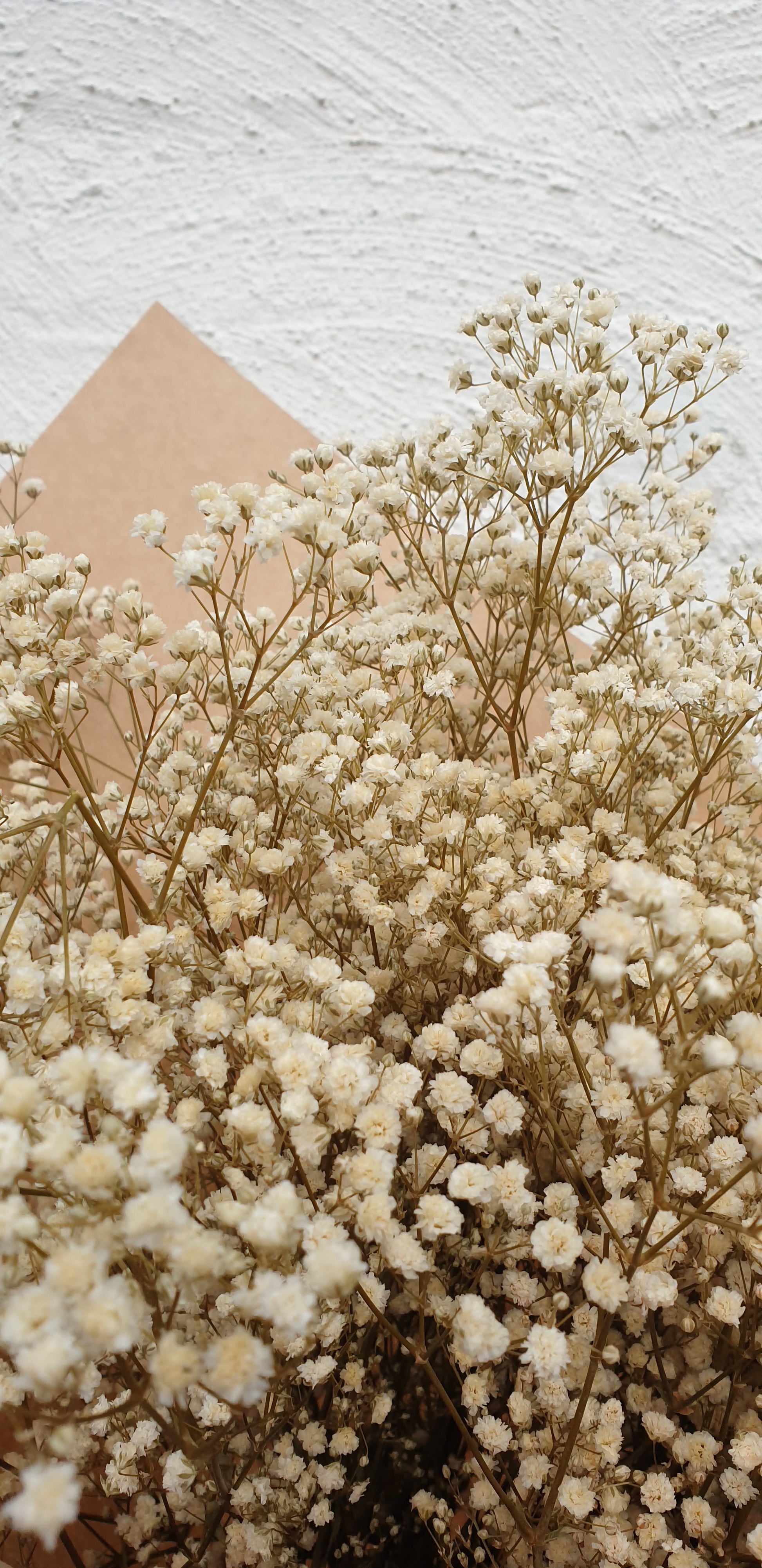 Preserved Gypsophila