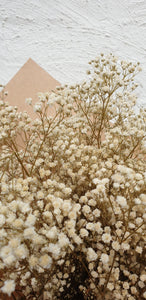 Preserved Gypsophila