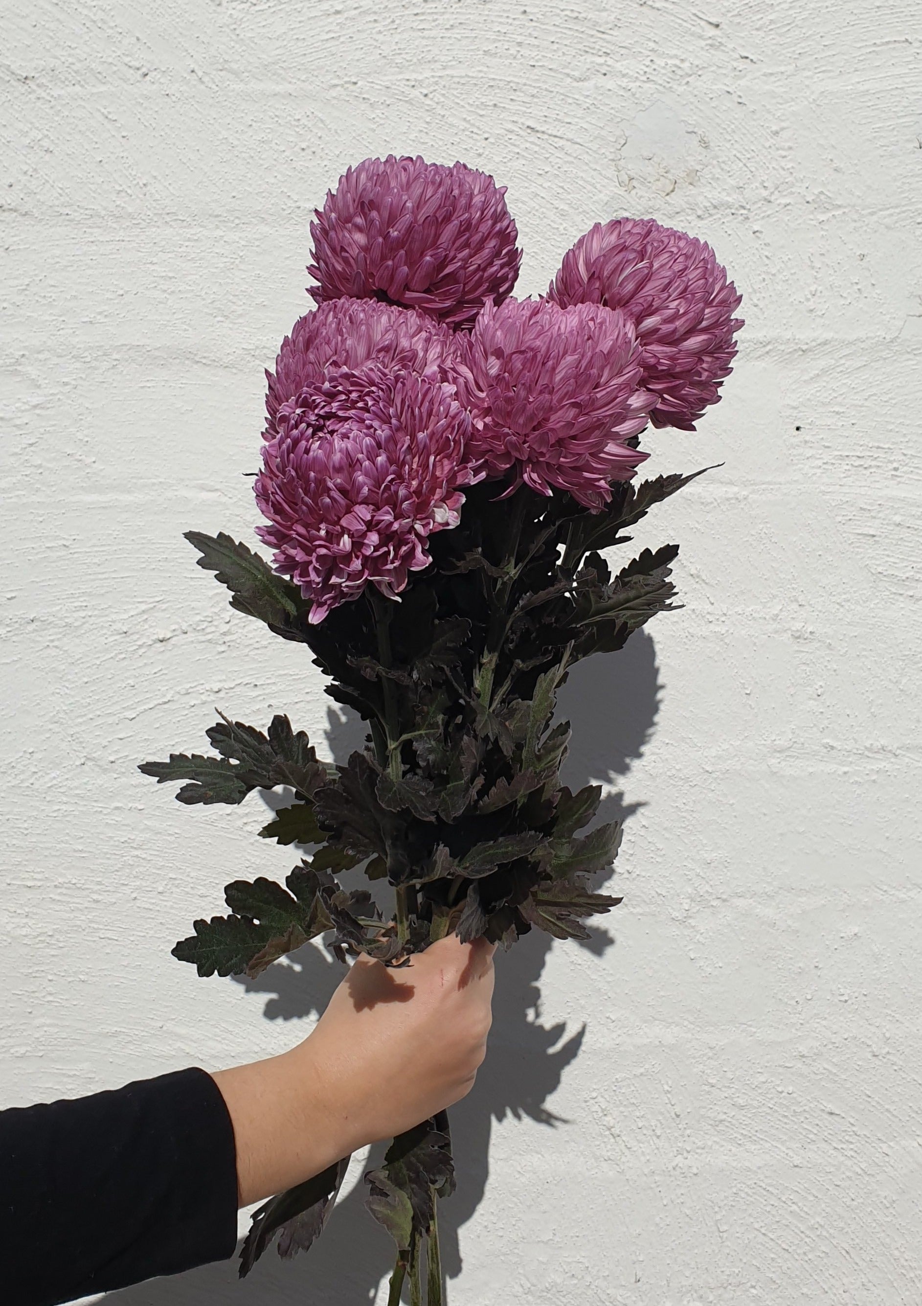 Chrysanthemum Disbud