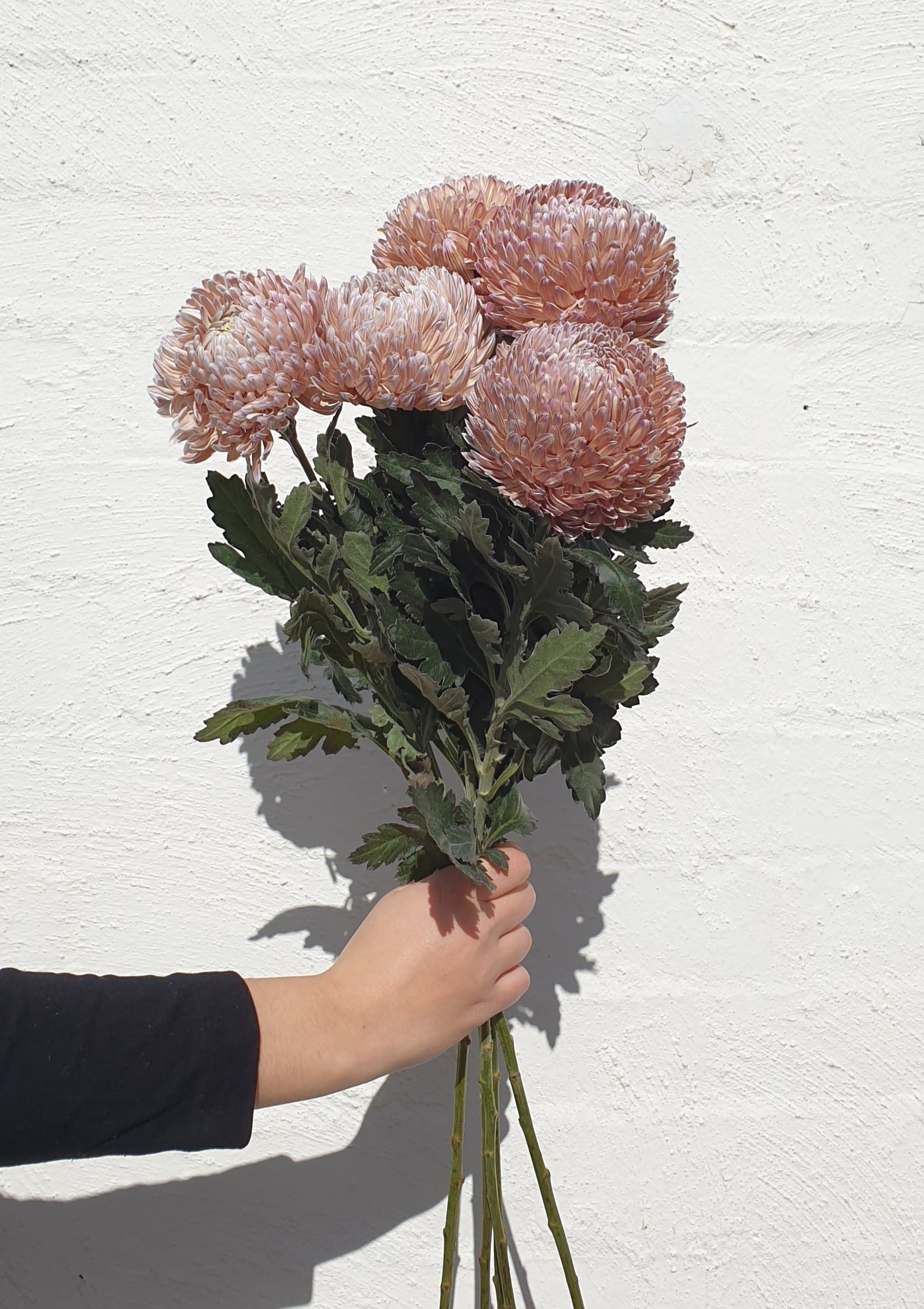 Chrysanthemum Disbud