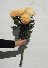Load image into Gallery viewer, Chrysanthemum Disbud