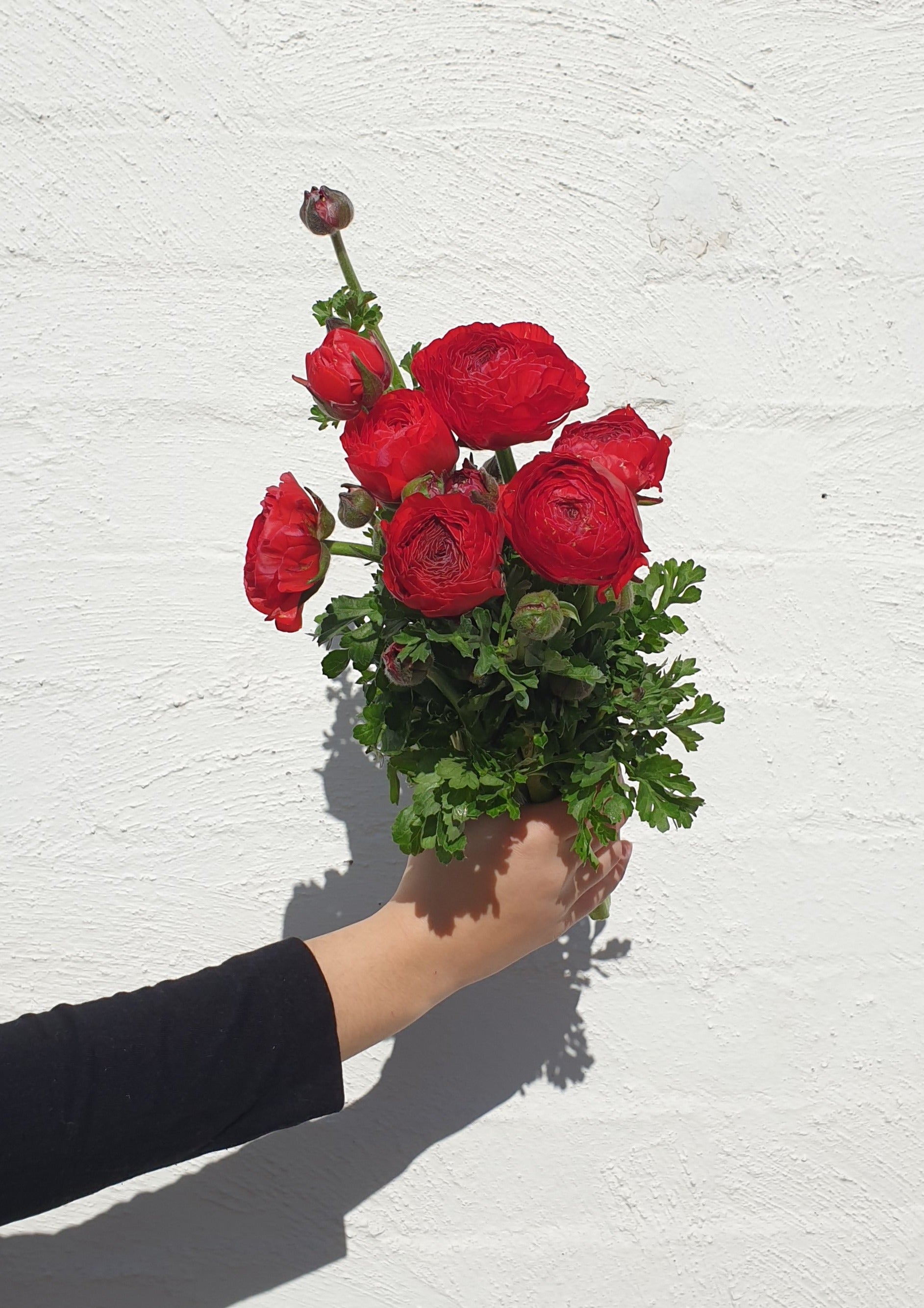 Ranunculus