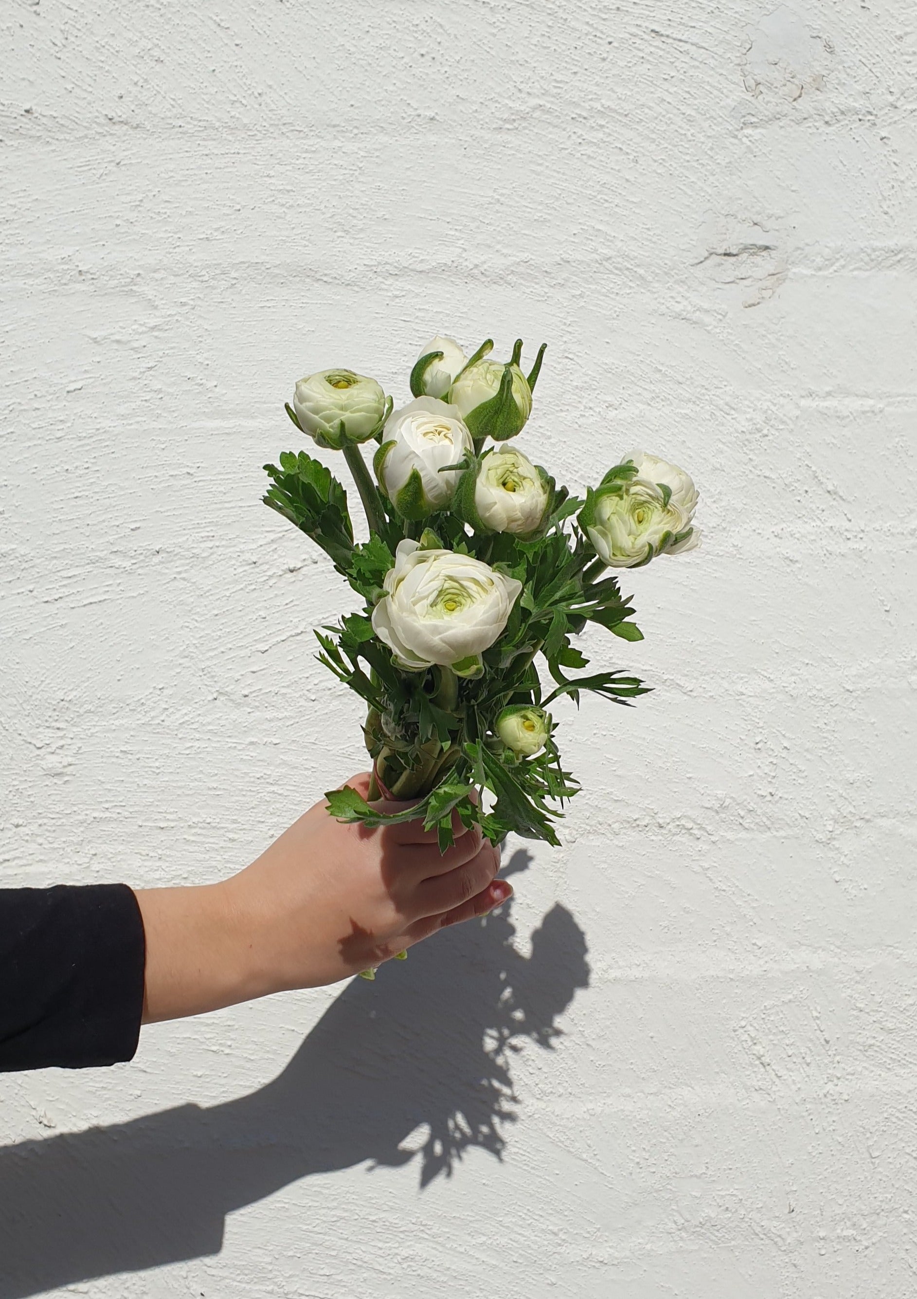 Ranunculus