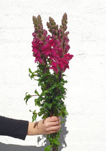 Load image into Gallery viewer, Snapdragons