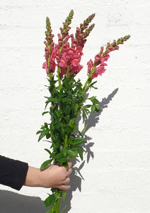 Snapdragons