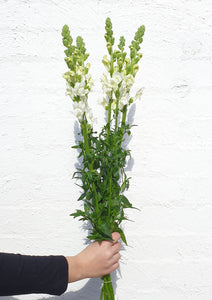 Snapdragons
