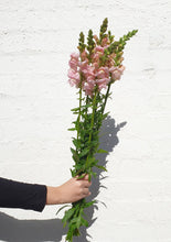 Load image into Gallery viewer, Snapdragons | Grown Florist