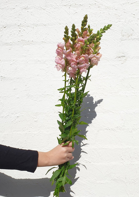Snapdragons | Grown Florist