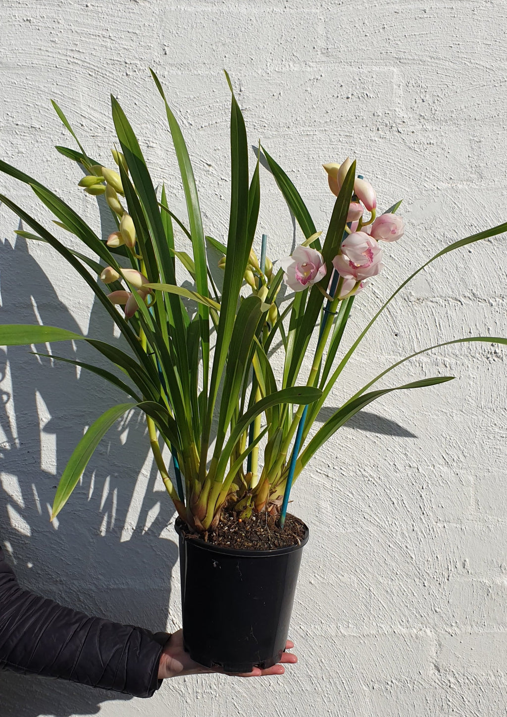Cymbidium Plant